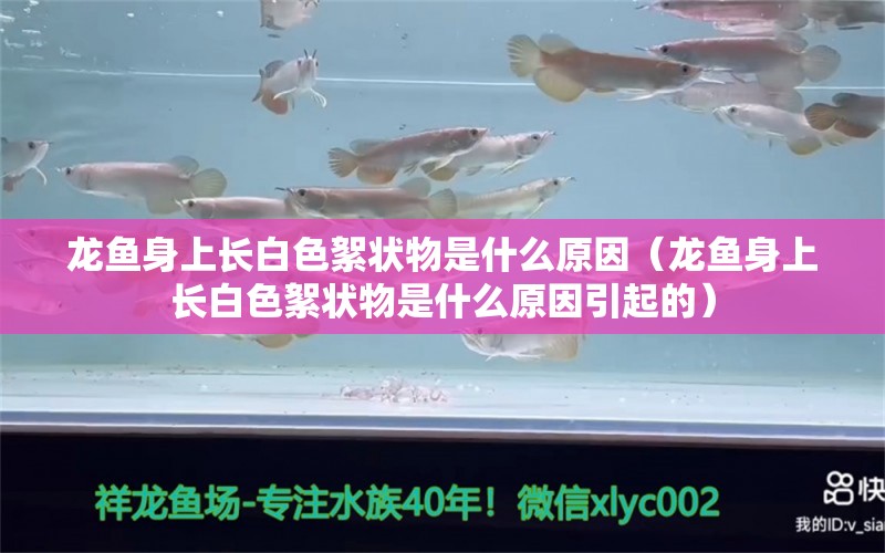 龍魚身上長白色絮狀物是什么原因（龍魚身上長白色絮狀物是什么原因引起的）