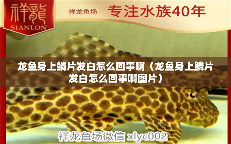 龍魚(yú)身上鱗片發(fā)白怎么回事啊（龍魚(yú)身上鱗片發(fā)白怎么回事啊圖片） 廣州龍魚(yú)批發(fā)市場(chǎng)