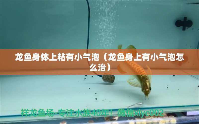 龍魚身體上粘有小氣泡（龍魚身上有小氣泡怎么治） 速倍妥魚糧魚藥