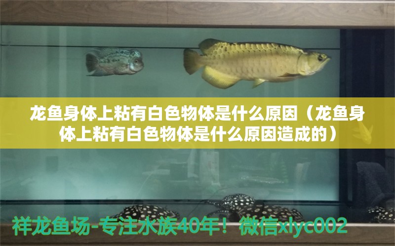 龍魚身體上粘有白色物體是什么原因（龍魚身體上粘有白色物體是什么原因造成的）