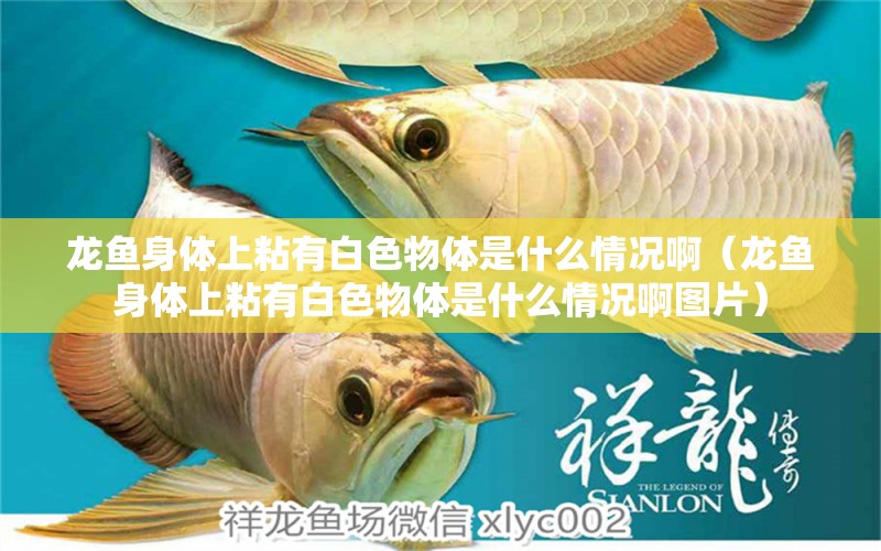 龍魚身體上粘有白色物體是什么情況?。堲~身體上粘有白色物體是什么情況啊圖片） 廣州龍魚批發(fā)市場