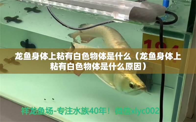 龍魚身體上粘有白色物體是什么（龍魚身體上粘有白色物體是什么原因） 廣州龍魚批發(fā)市場