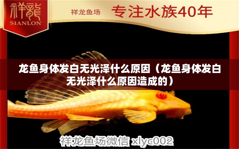 龍魚身體發(fā)白無光澤什么原因（龍魚身體發(fā)白無光澤什么原因造成的） 廣州龍魚批發(fā)市場