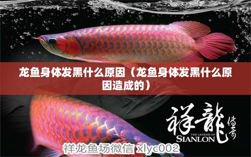 龍魚身體發(fā)黑什么原因（龍魚身體發(fā)黑什么原因造成的）