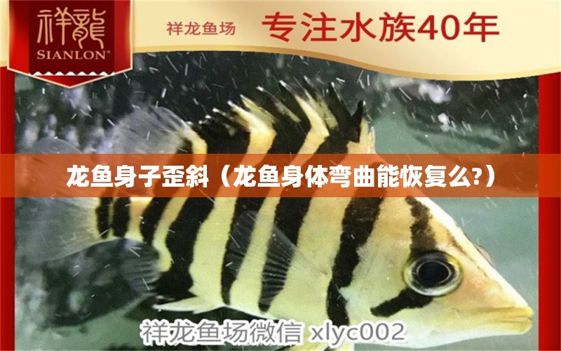 龍魚身子歪斜（龍魚身體彎曲能恢復(fù)么?）