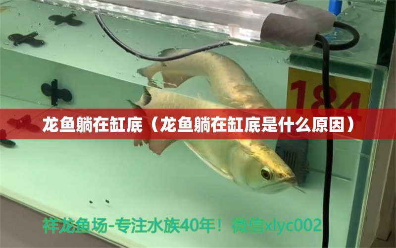 龍魚躺在缸底（龍魚躺在缸底是什么原因） 廣州龍魚批發(fā)市場