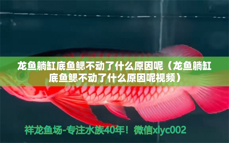 龍魚(yú)躺缸底魚(yú)鰓不動(dòng)了什么原因呢（龍魚(yú)躺缸底魚(yú)鰓不動(dòng)了什么原因呢視頻） 廣州龍魚(yú)批發(fā)市場(chǎng)