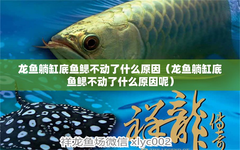 龍魚躺缸底魚鰓不動(dòng)了什么原因（龍魚躺缸底魚鰓不動(dòng)了什么原因呢）