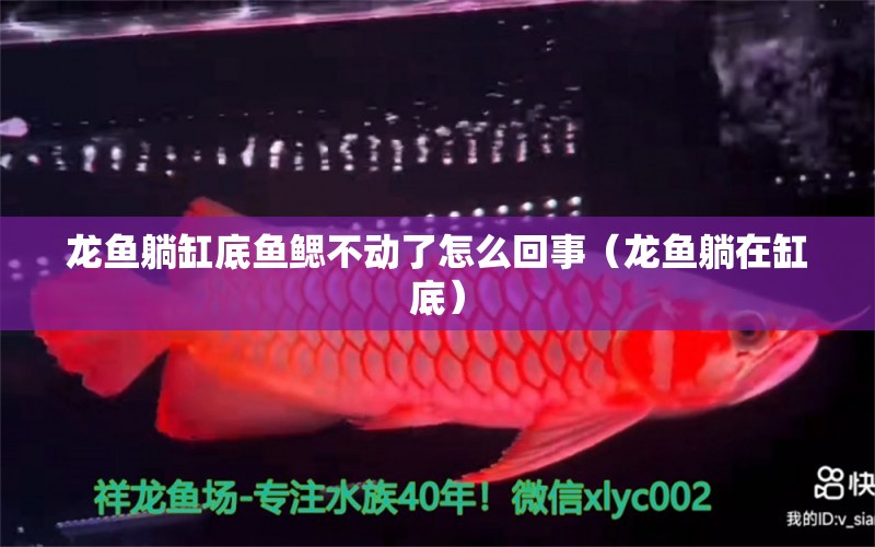 龍魚(yú)躺缸底魚(yú)鰓不動(dòng)了怎么回事（龍魚(yú)躺在缸底）