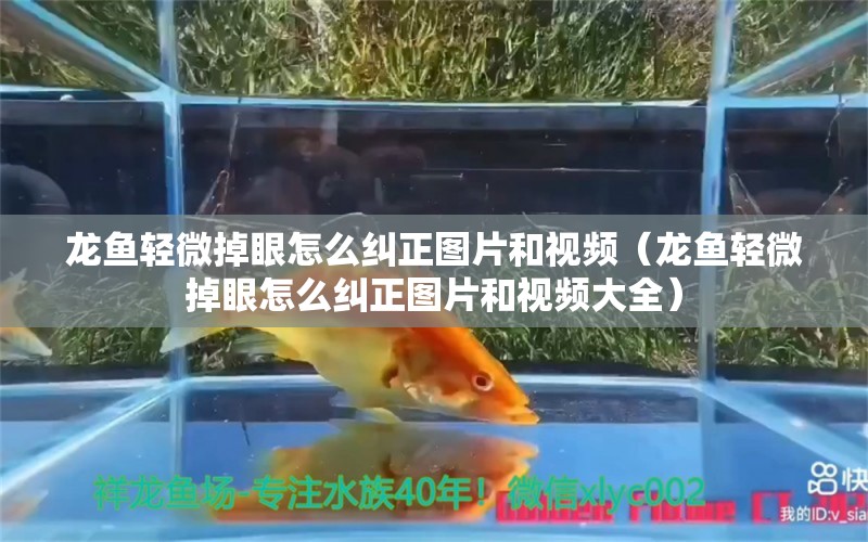 龍魚輕微掉眼怎么糾正圖片和視頻（龍魚輕微掉眼怎么糾正圖片和視頻大全）