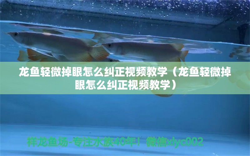 龍魚輕微掉眼怎么糾正視頻教學(xué)（龍魚輕微掉眼怎么糾正視頻教學(xué)）