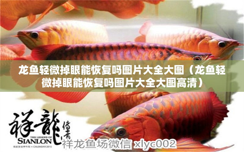 龍魚輕微掉眼能恢復(fù)嗎圖片大全大圖（龍魚輕微掉眼能恢復(fù)嗎圖片大全大圖高清） 廣州龍魚批發(fā)市場