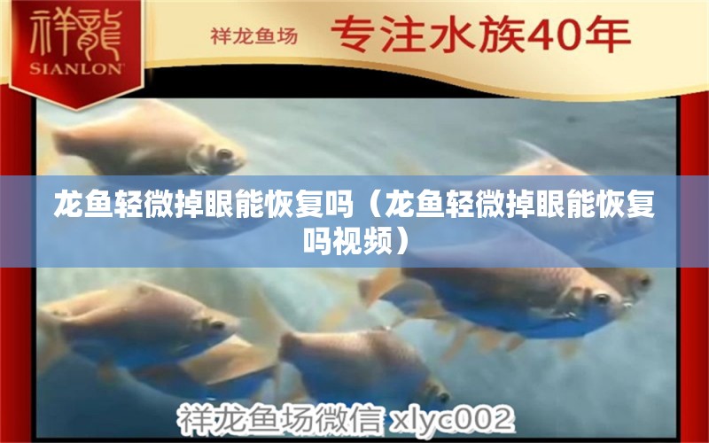 龍魚輕微掉眼能恢復(fù)嗎（龍魚輕微掉眼能恢復(fù)嗎視頻）