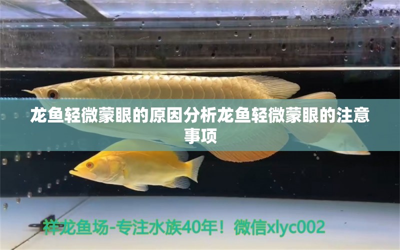 龍魚輕微蒙眼的原因分析龍魚輕微蒙眼的注意事項(xiàng)