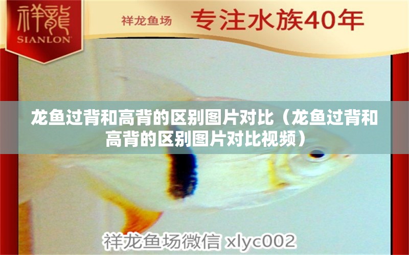 龍魚過背和高背的區(qū)別圖片對比（龍魚過背和高背的區(qū)別圖片對比視頻）