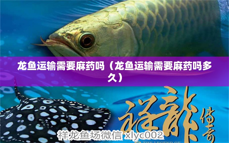 龍魚運(yùn)輸需要麻藥嗎（龍魚運(yùn)輸需要麻藥嗎多久）