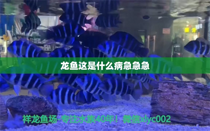 龍魚這是什么病急急急 龍魚疾病與治療