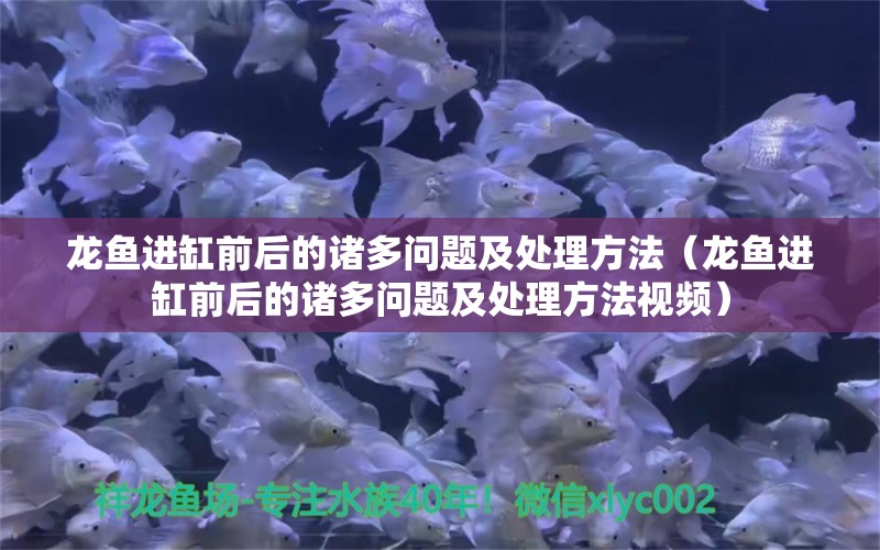 龍魚進缸前后的諸多問題及處理方法（龍魚進缸前后的諸多問題及處理方法視頻）