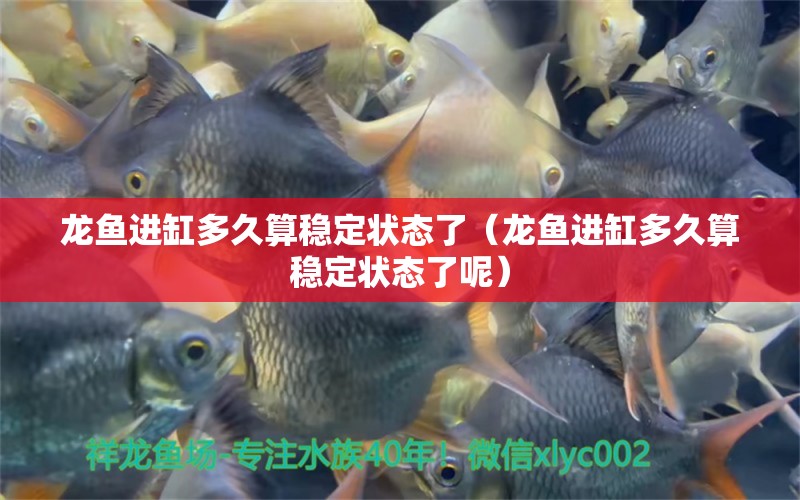 龍魚(yú)進(jìn)缸多久算穩(wěn)定狀態(tài)了（龍魚(yú)進(jìn)缸多久算穩(wěn)定狀態(tài)了呢） 廣州龍魚(yú)批發(fā)市場(chǎng)