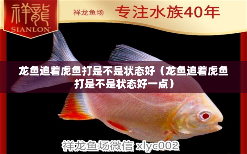 龍魚追著虎魚打是不是狀態(tài)好（龍魚追著虎魚打是不是狀態(tài)好一點） 虎魚百科