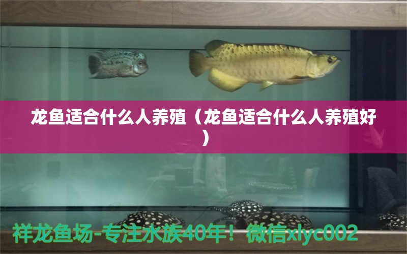 龍魚適合什么人養(yǎng)殖（龍魚適合什么人養(yǎng)殖好） 觀賞魚