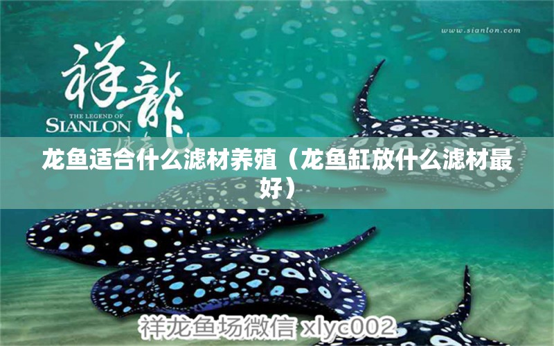 龍魚(yú)適合什么濾材養(yǎng)殖（龍魚(yú)缸放什么濾材最好）