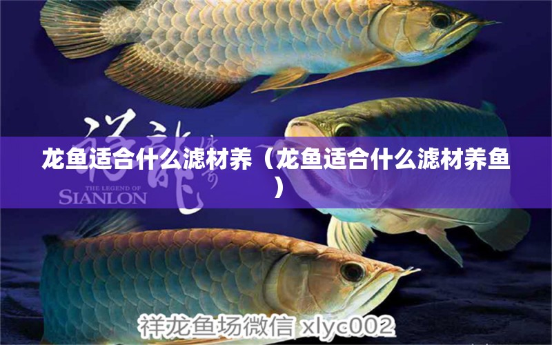 龍魚適合什么濾材養(yǎng)（龍魚適合什么濾材養(yǎng)魚） 白子關(guān)刀魚苗