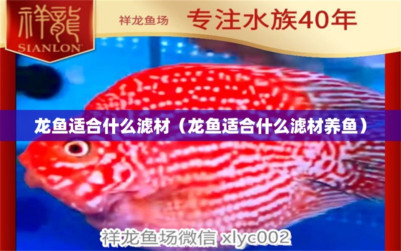 龍魚適合什么濾材（龍魚適合什么濾材養(yǎng)魚） PH調(diào)節(jié)劑