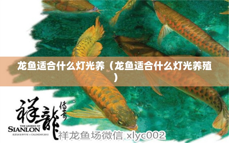 龍魚適合什么燈光養(yǎng)（龍魚適合什么燈光養(yǎng)殖）