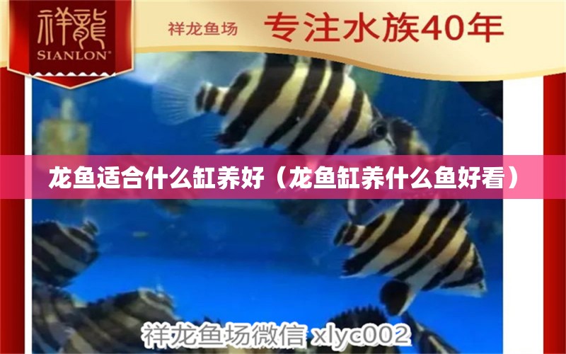 龍魚(yú)適合什么缸養(yǎng)好（龍魚(yú)缸養(yǎng)什么魚(yú)好看）