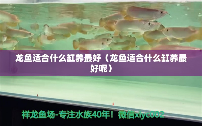 龍魚適合什么缸養(yǎng)最好（龍魚適合什么缸養(yǎng)最好呢） 鴨嘴鯊魚