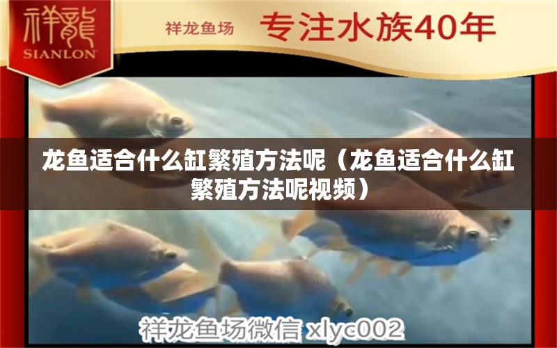 龍魚適合什么缸繁殖方法呢（龍魚適合什么缸繁殖方法呢視頻） 廣州龍魚批發(fā)市場