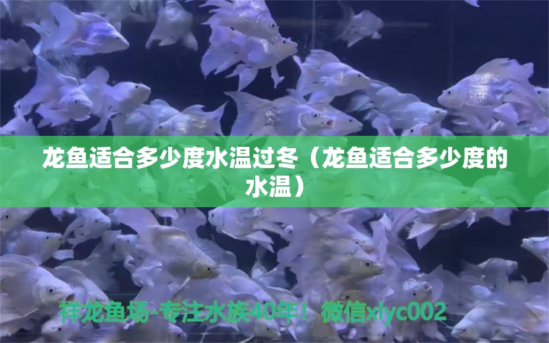 龍魚適合多少度水溫過冬（龍魚適合多少度的水溫）