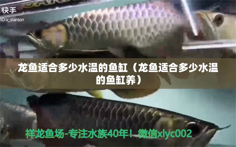 龍魚適合多少水溫的魚缸（龍魚適合多少水溫的魚缸養(yǎng)） 廣州龍魚批發(fā)市場