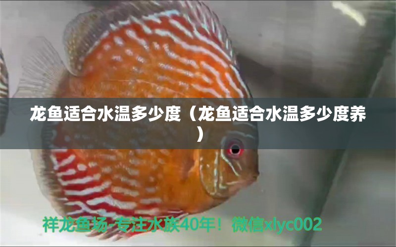 龍魚適合水溫多少度（龍魚適合水溫多少度養(yǎng)）