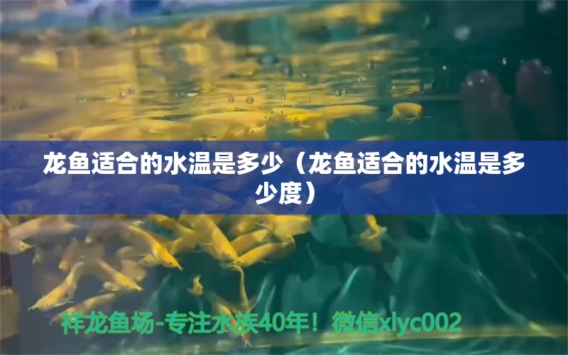 龍魚適合的水溫是多少（龍魚適合的水溫是多少度） 廣州龍魚批發(fā)市場