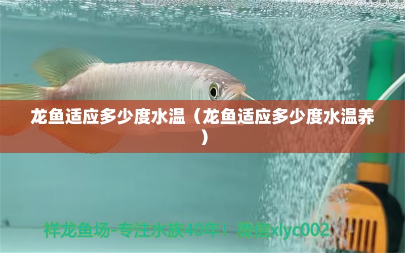 龍魚(yú)適應(yīng)多少度水溫（龍魚(yú)適應(yīng)多少度水溫養(yǎng)） 廣州龍魚(yú)批發(fā)市場(chǎng)