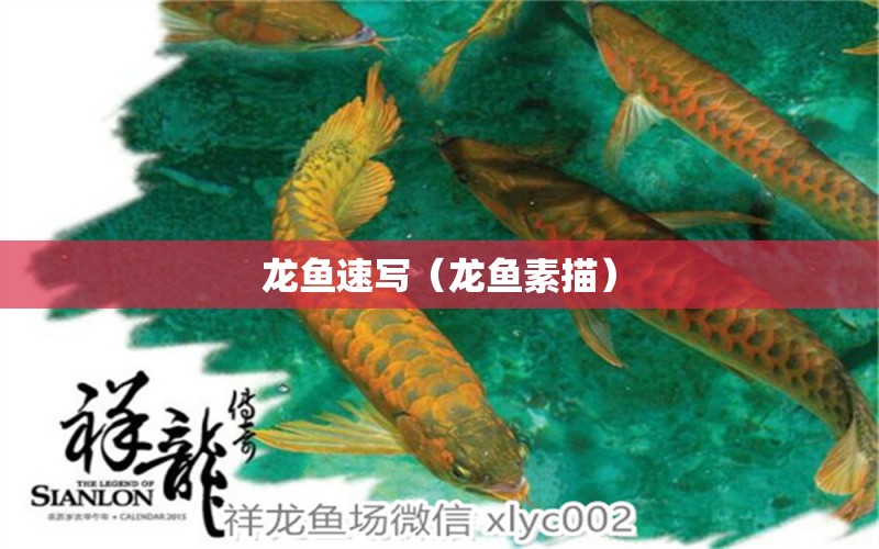 龍魚速寫（龍魚素描） 廣州龍魚批發(fā)市場