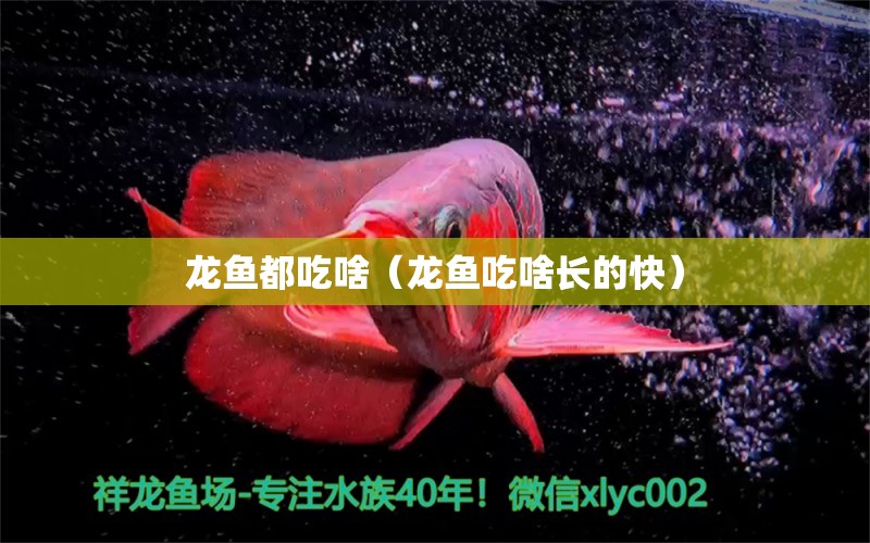 龍魚都吃啥（龍魚吃啥長的快）