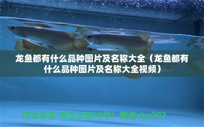 龍魚都有什么品種圖片及名稱大全（龍魚都有什么品種圖片及名稱大全視頻）