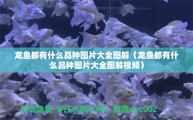 龍魚都有什么品種圖片大全圖解（龍魚都有什么品種圖片大全圖解視頻）