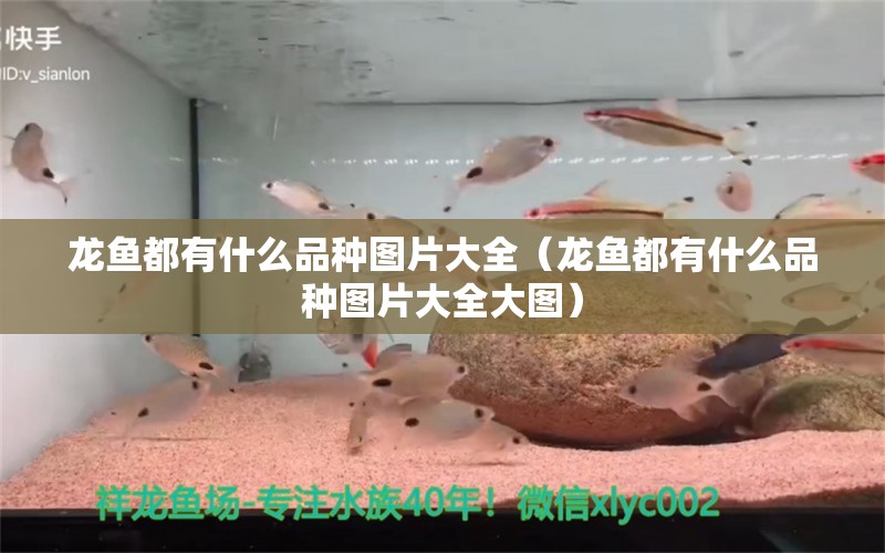 龍魚都有什么品種圖片大全（龍魚都有什么品種圖片大全大圖）