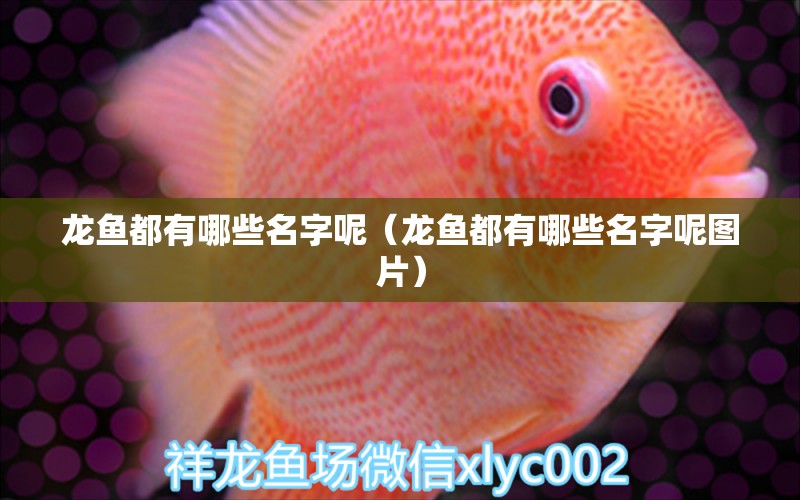 龍魚(yú)都有哪些名字呢（龍魚(yú)都有哪些名字呢圖片） 龍魚(yú)疾病與治療