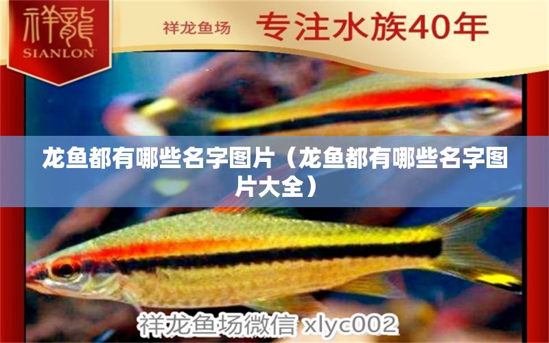 龍魚(yú)都有哪些名字圖片（龍魚(yú)都有哪些名字圖片大全） 龍魚(yú)疾病與治療