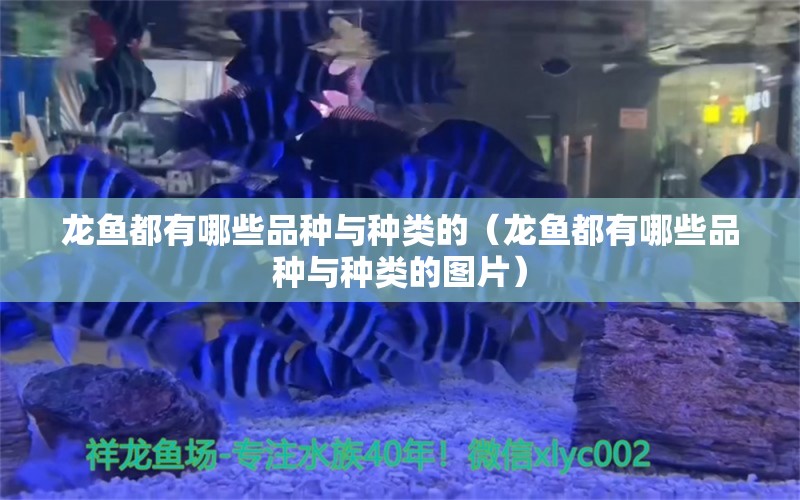 龍魚都有哪些品種與種類的（龍魚都有哪些品種與種類的圖片） 龍魚疾病與治療