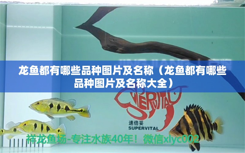 龍魚都有哪些品種圖片及名稱（龍魚都有哪些品種圖片及名稱大全）