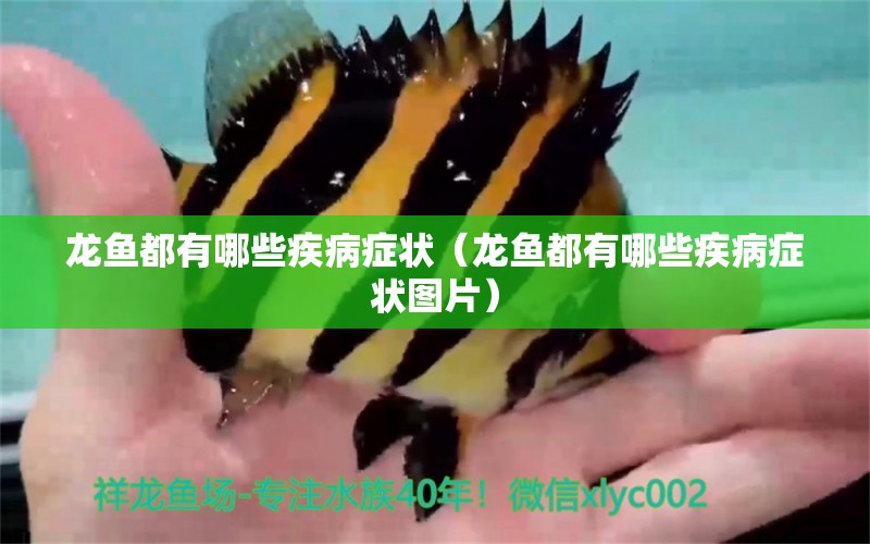 龍魚都有哪些疾病癥狀（龍魚都有哪些疾病癥狀圖片） 印尼三紋虎