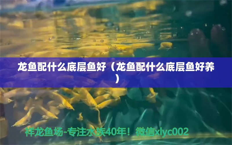 龍魚配什么底層魚好（龍魚配什么底層魚好養(yǎng)） 觀賞魚