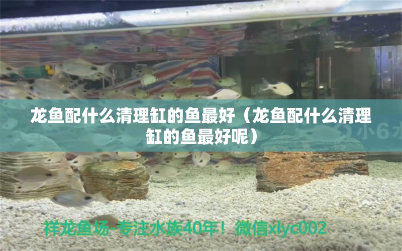 龍魚配什么清理缸的魚最好（龍魚配什么清理缸的魚最好呢）