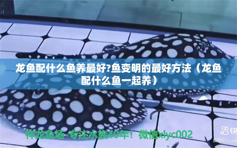 龍魚配什么魚養(yǎng)最好?魚變明的最好方法（龍魚配什么魚一起養(yǎng)） 廣州龍魚批發(fā)市場(chǎng)